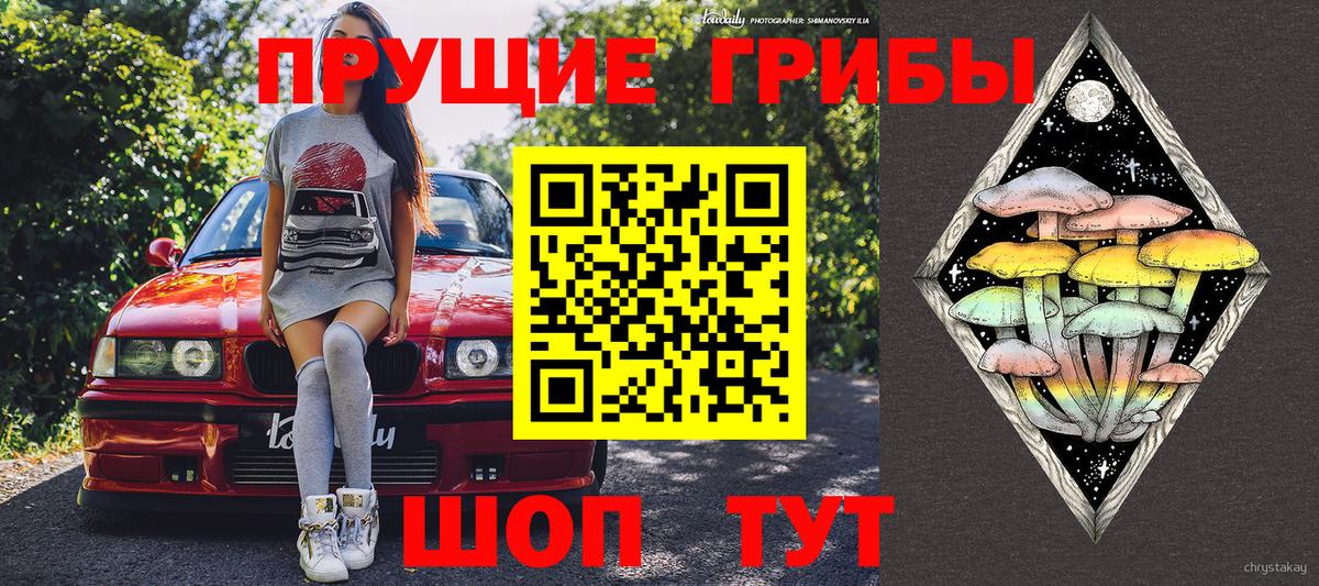 где найти   Киржач  Псилоцибиновые грибы Cubensis 